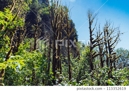 beautuful relict yew and boxwood forest in Abkhazia on sunny summer day 113352619