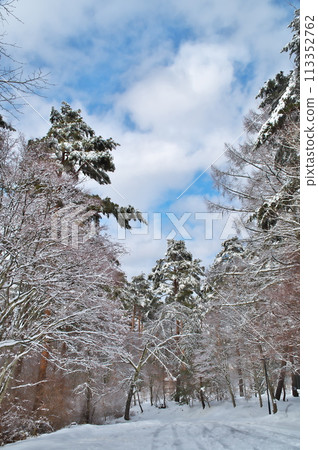 雪景、森林 113352762