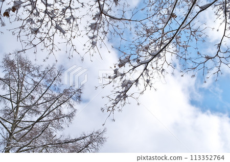 雪景、森林 113352764