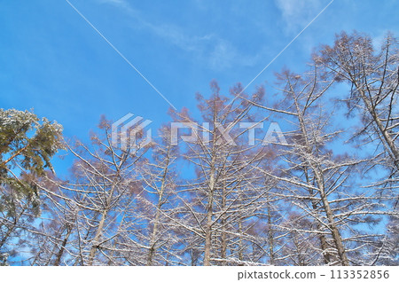 Snow Scene Forest Snow Scene Forest 113352856