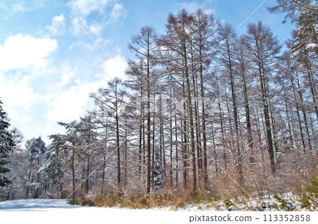 Snow Scene Forest Snow Scene Forest 113352858