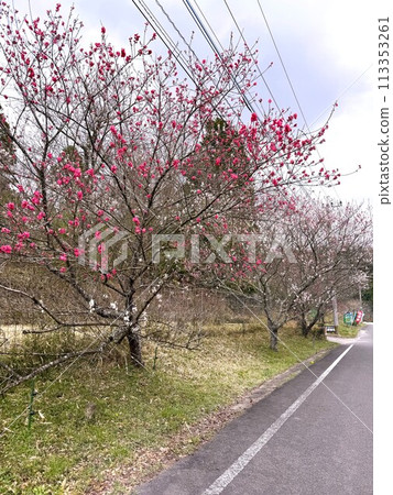 A walking path lined with plum blossoms 113353261