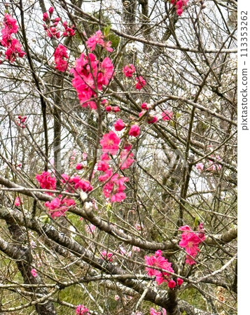 A walking path lined with plum blossoms A walking path lined with plum blossoms 113353262