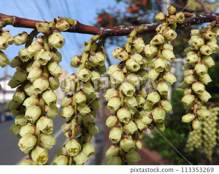 Cornus officinalis flowers in full bloom: male flowers 113353269