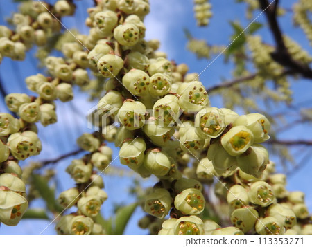 盛開的木節 (Kibushi) 花:雄花 盛開的木節 (Kibushi) 花:雄花 113353271