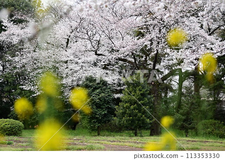 與櫻花和強姦花的風景 113353330