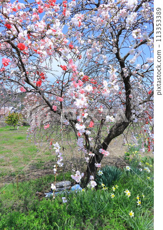 Peach blossoms in the Southern Alps of Yamanashi Prefecture 113353389