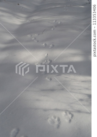 雪地裡的兔子腳印 113353406