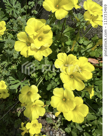 哦Kivana catablami 113353469