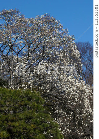 White cherry tree 113353501