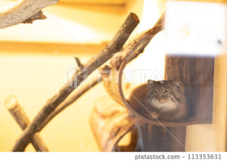 Pallas's cat watching Pallas's cat watching 113353631