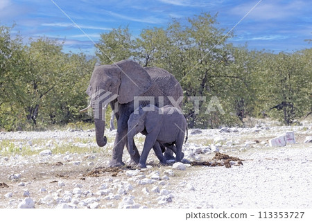 Picture of an mother and baby elephant in Etosha National Park in Namibia during the day 113353727