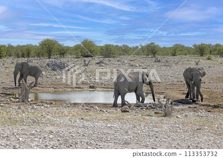 Picture of an group of elephants in Etosha National Park in Namibia during the day Picture of an group of elephants in Etosha National Park in Namibia during the day 113353732