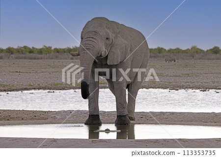 Picture of an drinking elephant at a waterhole in Etosha National Park in Namibia during the day 113353735