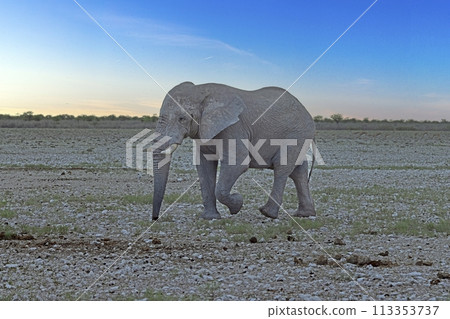 Picture of an elephant in Etosha National Park in Namibia during the day 113353737