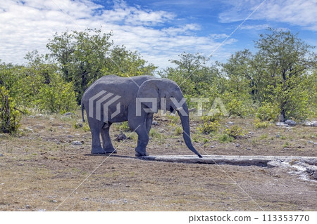 Picture of an elephant in Etosha National Park in Namibia during the day Picture of an elephant in Etosha National Park in Namibia during the day 113353770