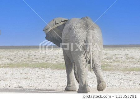 Picture of an elephant in Etosha National Park in Namibia during the day Picture of an elephant in Etosha National Park in Namibia during the day 113353781