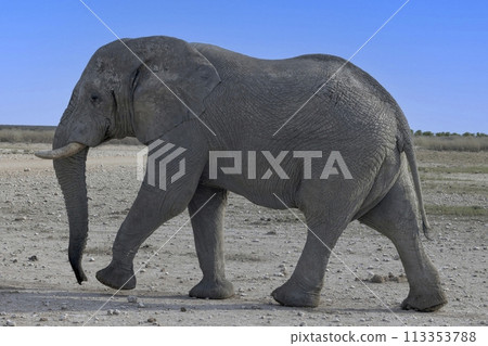 Picture of an elephant in Etosha National Park in Namibia during the day Picture of an elephant in Etosha National Park in Namibia during the day 113353788