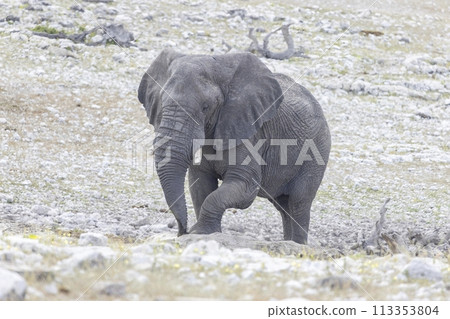 Picture of an elephant in Etosha National Park in Namibia during the day Picture of an elephant in Etosha National Park in Namibia during the day 113353804