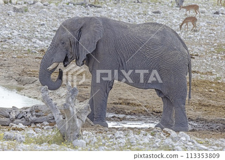 Picture of an elephant in Etosha National Park in Namibia during the day Picture of an elephant in Etosha National Park in Namibia during the day 113353809