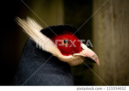 Blue eared pheasant portrait, bird in captivity 113354032
