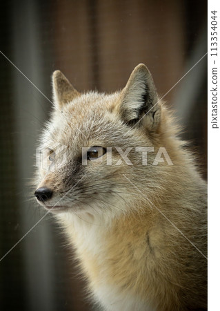 an animal portrait of a beautiful corsac fox. an animal portrait of a beautiful corsac fox. 113354044