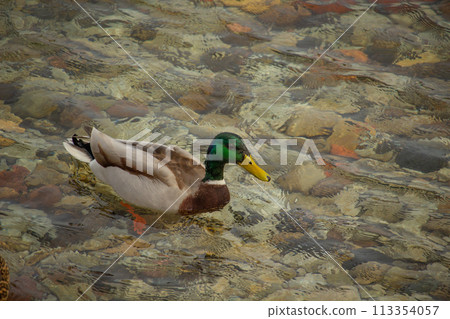 Close-up of a Mallard Duck (Anas platyrhynchos) Close-up of a Mallard Duck (Anas platyrhynchos) 113354057