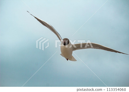 Black-headed Gull (Larus ridibundus) in flight. 113354068