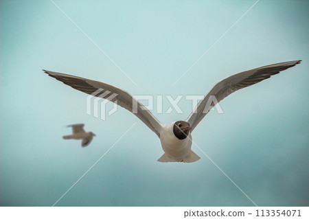 A Black headed gull (Chroicocephalus ridibundus) flying 113354071