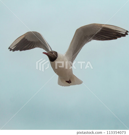 A Black headed gull (Chroicocephalus ridibundus) flying 113354073