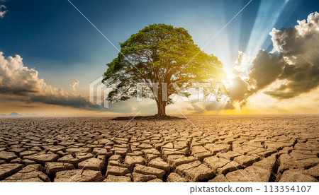 Big tree growth on cracked soil in arid areas of the landscape 113354107