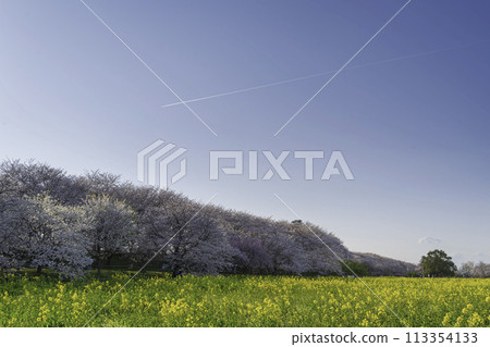Cherry blossoms and contrails stretching out against the blue sky 113354133