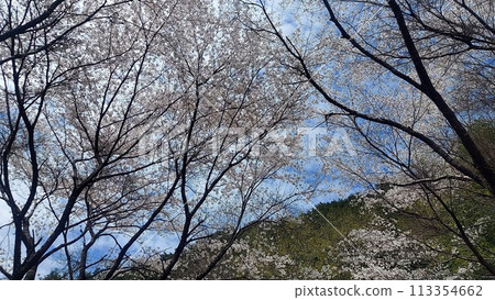 櫻花已盛開 櫻花已盛開 113354662