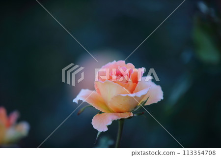 荒尾市少女公民花壇玫瑰花， 113354708