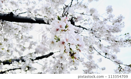 櫻花花朵清晰可見 113354709