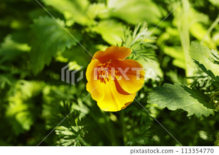 Flower of California golden poppy Flower of California golden poppy 113354770