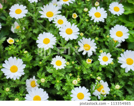 花園裡盛開的雛菊 113354985