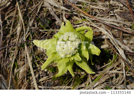 Melting snow and butterbur sprouts 113355140