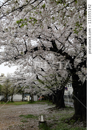 Cherry blossoms in the park 113355142