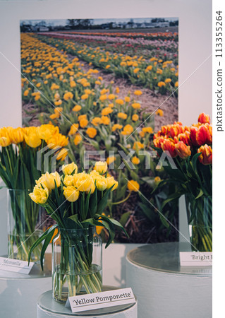 Vibrant Yellow and Red-Striped Tulips in Exhibition 113355264