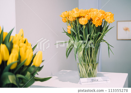 'Orca' Yellow Tulips Showcased in Glass Vase 'Orca' Yellow Tulips Showcased in Glass Vase 113355278