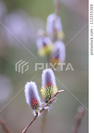 貓王威利 113355369