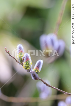 貓王威利 113355371