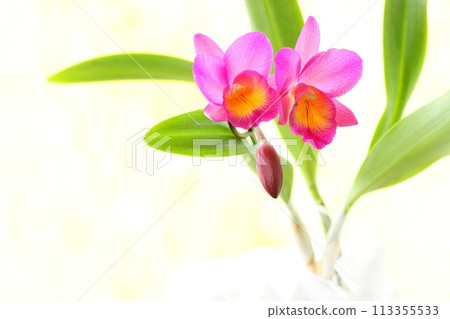 Pink Cattleya Whynotwalk close-up on a light background Pink Cattleya Whynotwalk close-up on a light background 113355533