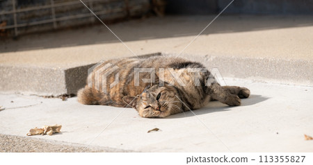 cat lying outside cat lying outside 113355827