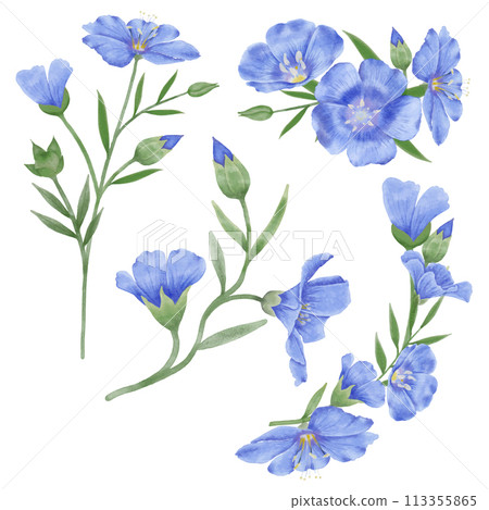 Beautiful Watercolor Flax Flowers - Spring Botanical Design Beautiful Watercolor Flax Flowers - Spring Botanical Design 113355865