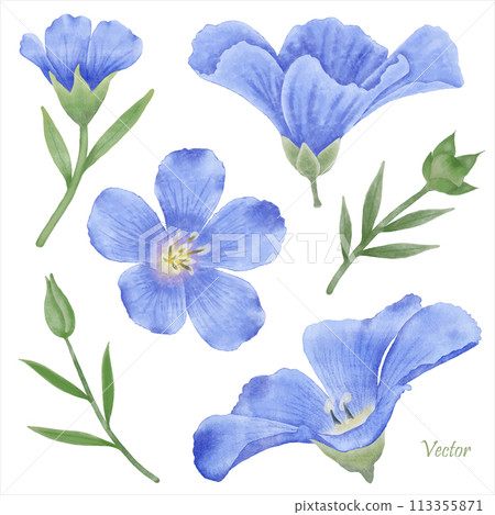 Beautiful Watercolor Flax Flowers - Spring Botanical Design 113355871
