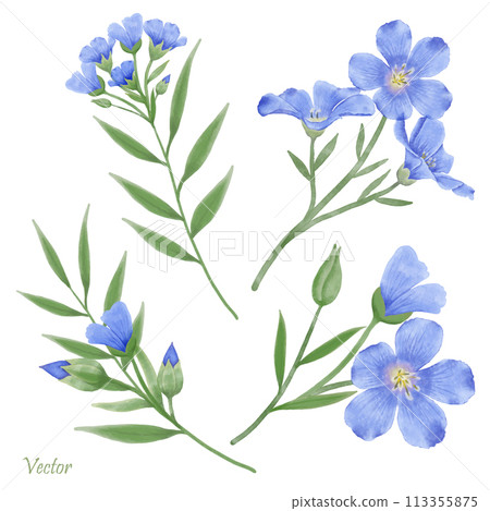 Beautiful Watercolor Flax Flowers - Spring Botanical Design 113355875
