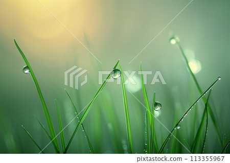 Morning dew on fresh green grass 113355967