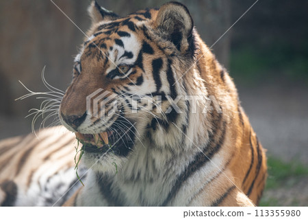 Cool tiger Cool tiger 113355980